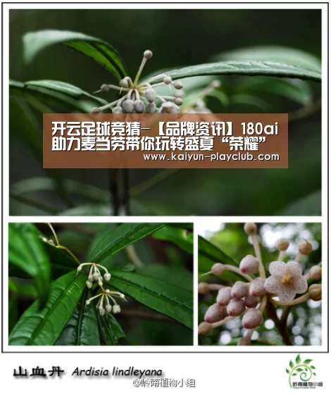开云足球竞猜-【品牌资讯】180ai助力麦当劳带你玩转盛夏“荣耀”季(图4) 开云体育直播