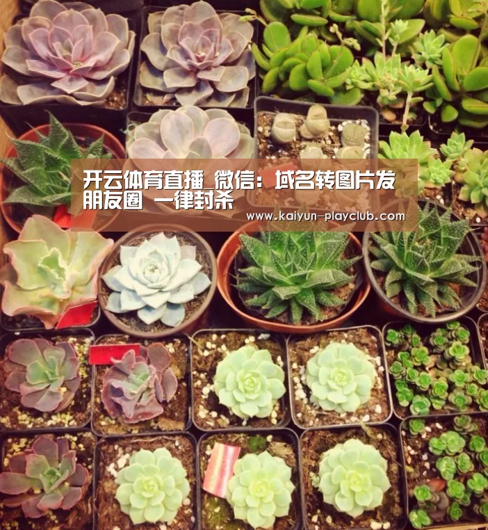 开云体育直播_微信:域名转图片发朋友圈 一律封杀(图1) 开云足球竞猜